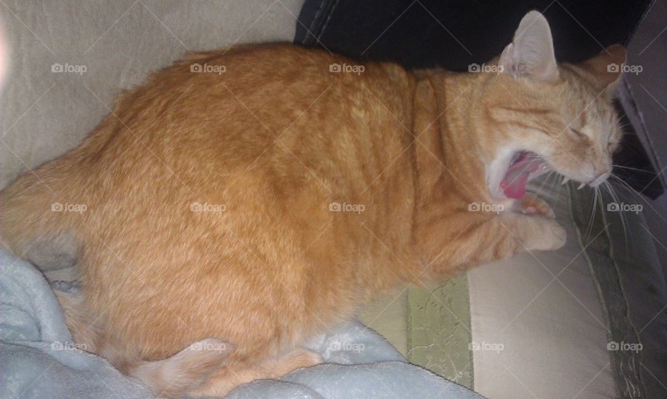 Talking and yawning, how talented