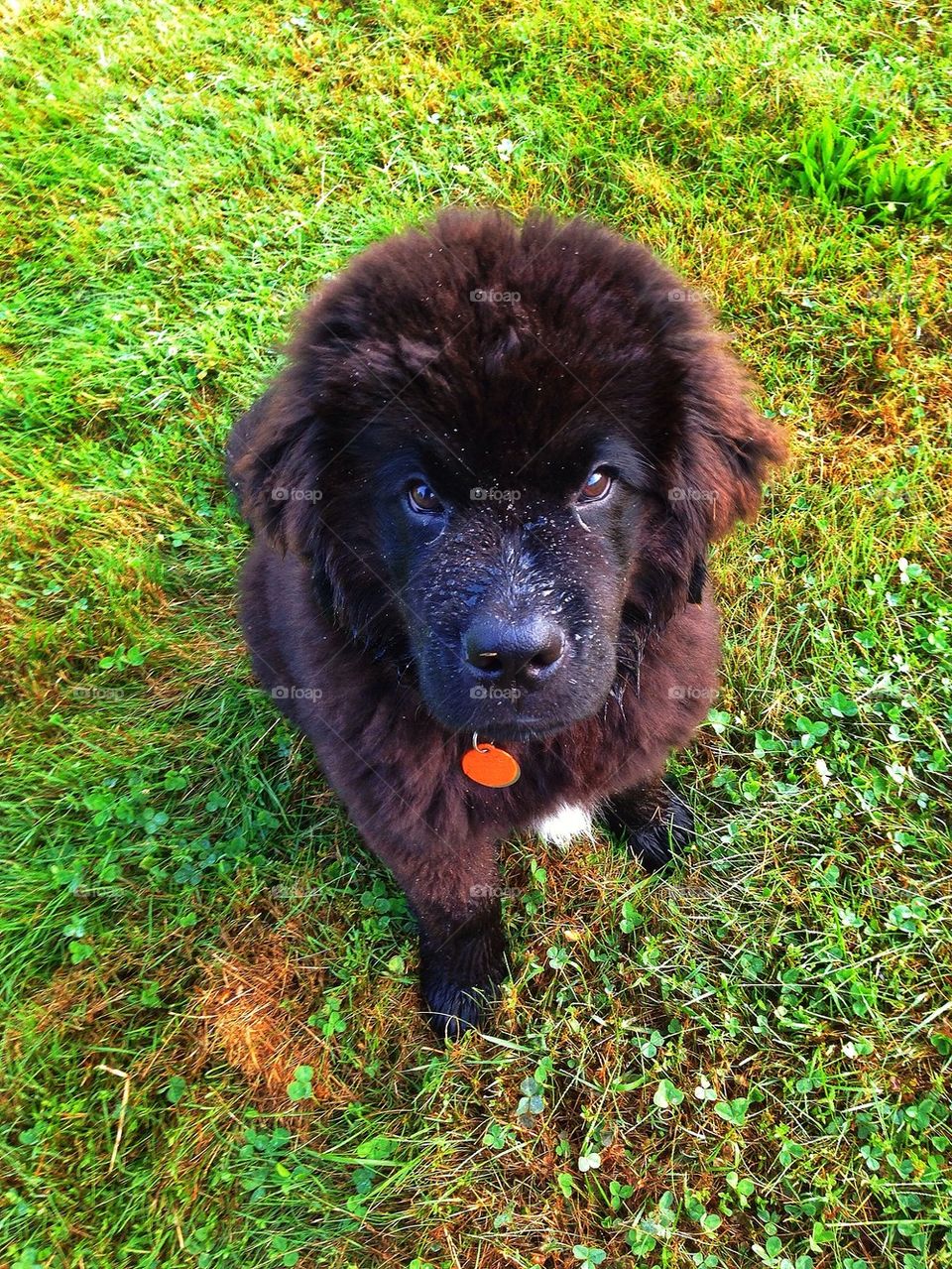 Rainy day newfoundland