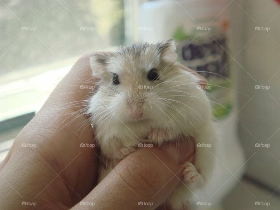 Cute hamster 
