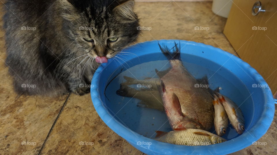 cat , animal , fish