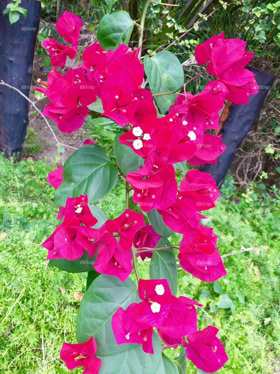 Gorgeous tropical fuchsia flowers in Cozumel, Mexico. 