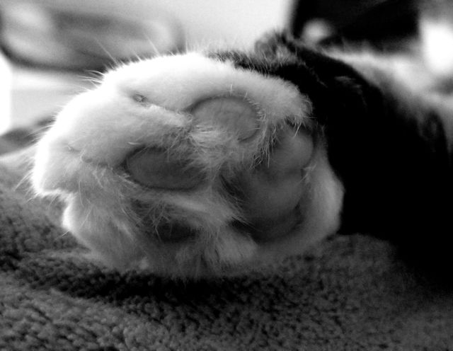 Toe Beans