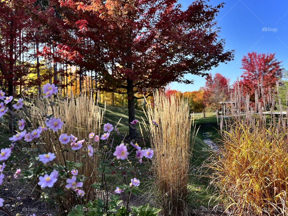 Beautiful fall shot of variety of plants. Pink flowers straw like plants colour changing trees green plant grass on a beautiful sunny blue sky day in October  