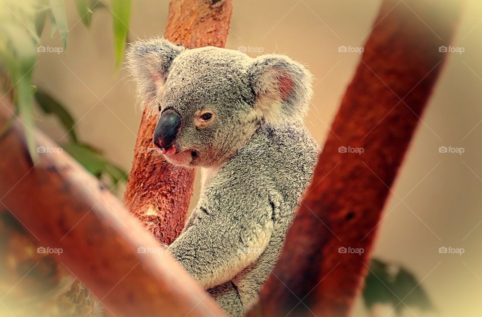 Portrait of a koala in a eucalyptus tree.