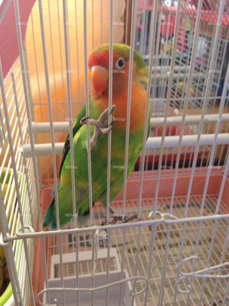 Sweet Lovebird