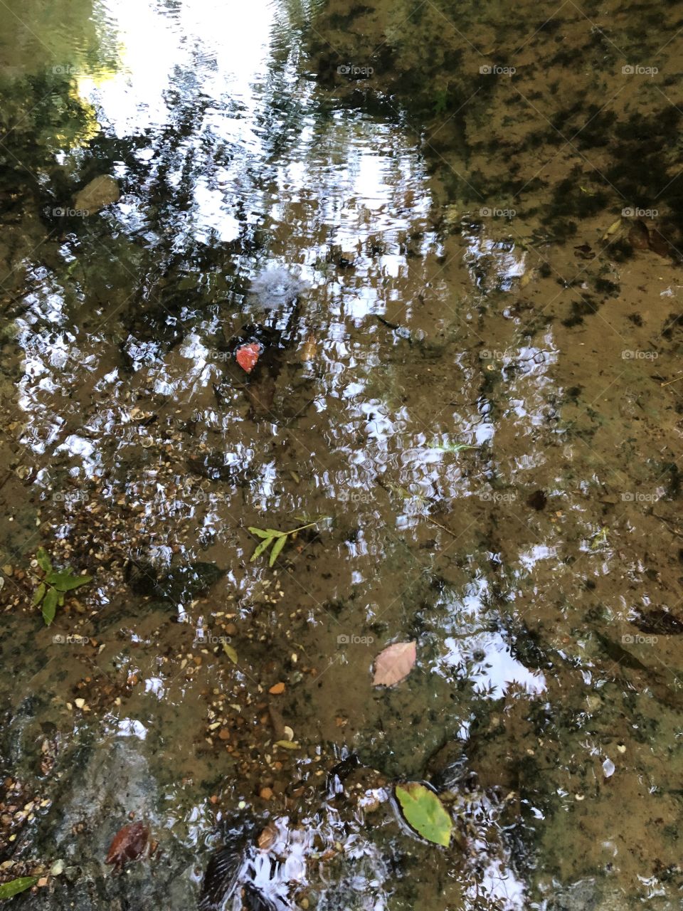 Reflection in the water