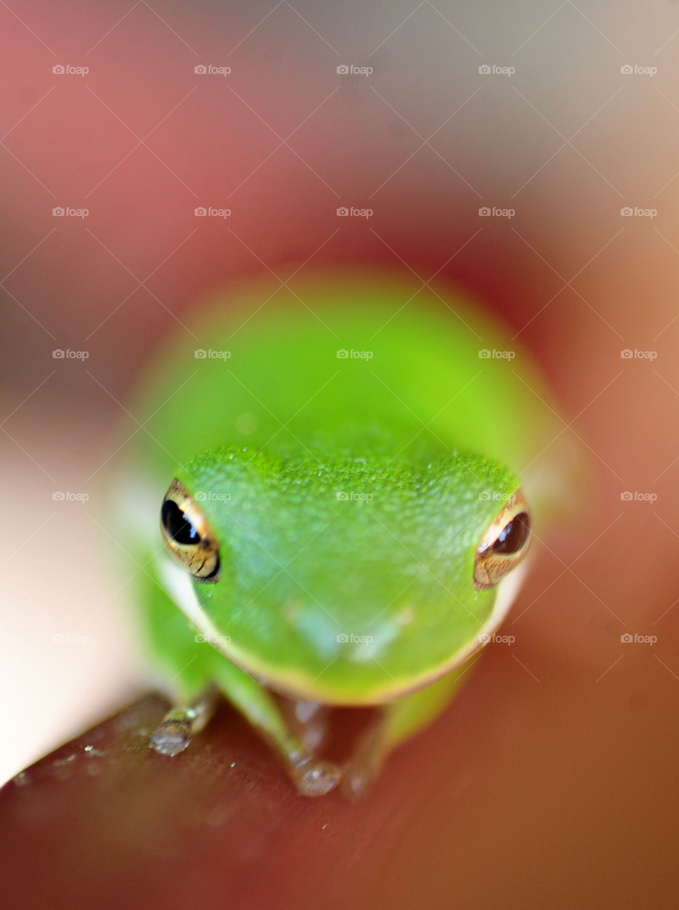 macro cute frog frog face by lightanddrawing