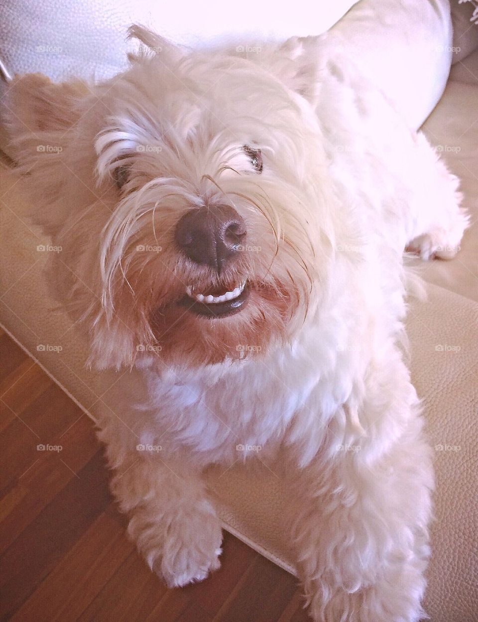 Teethy Bear dog