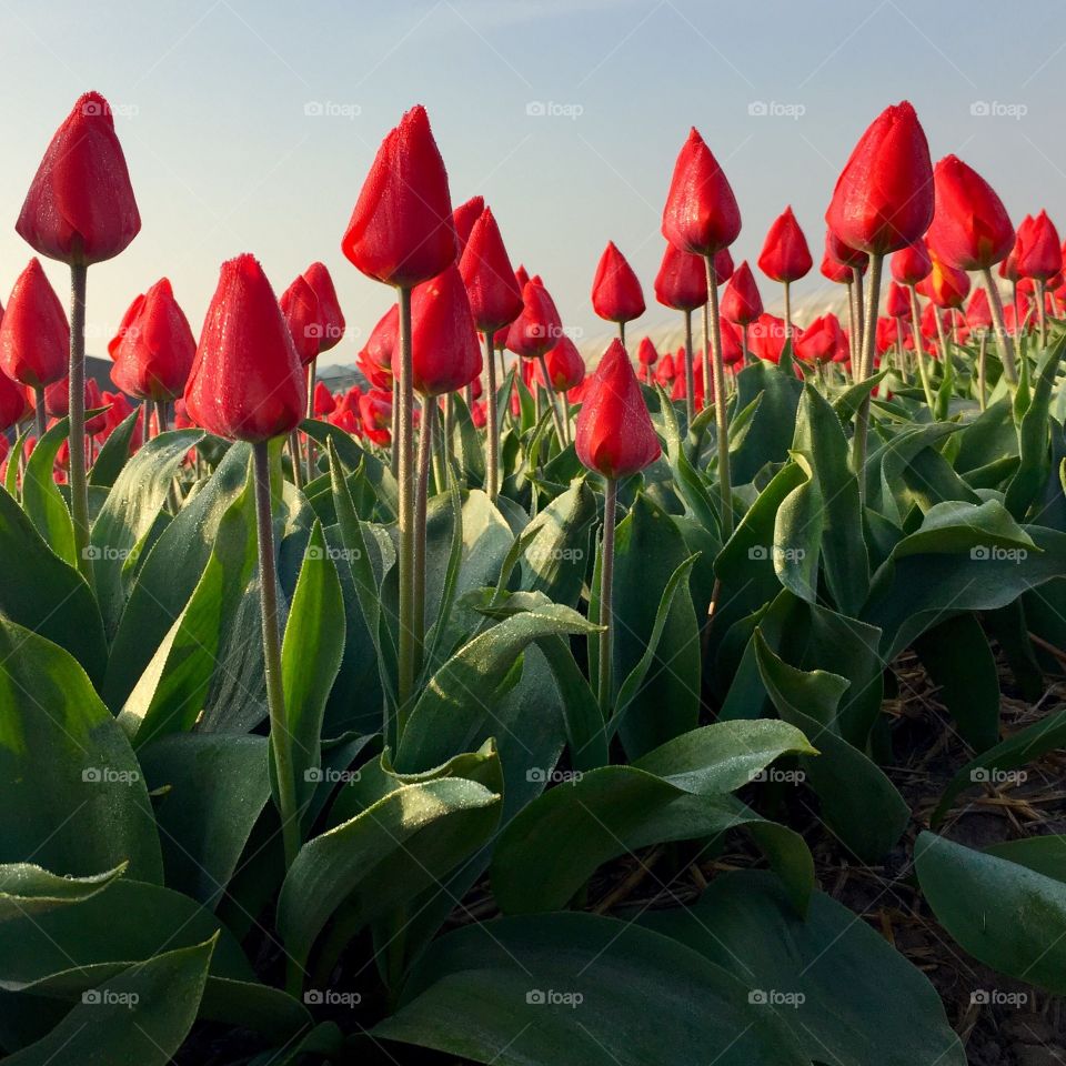 Red field of tulips 