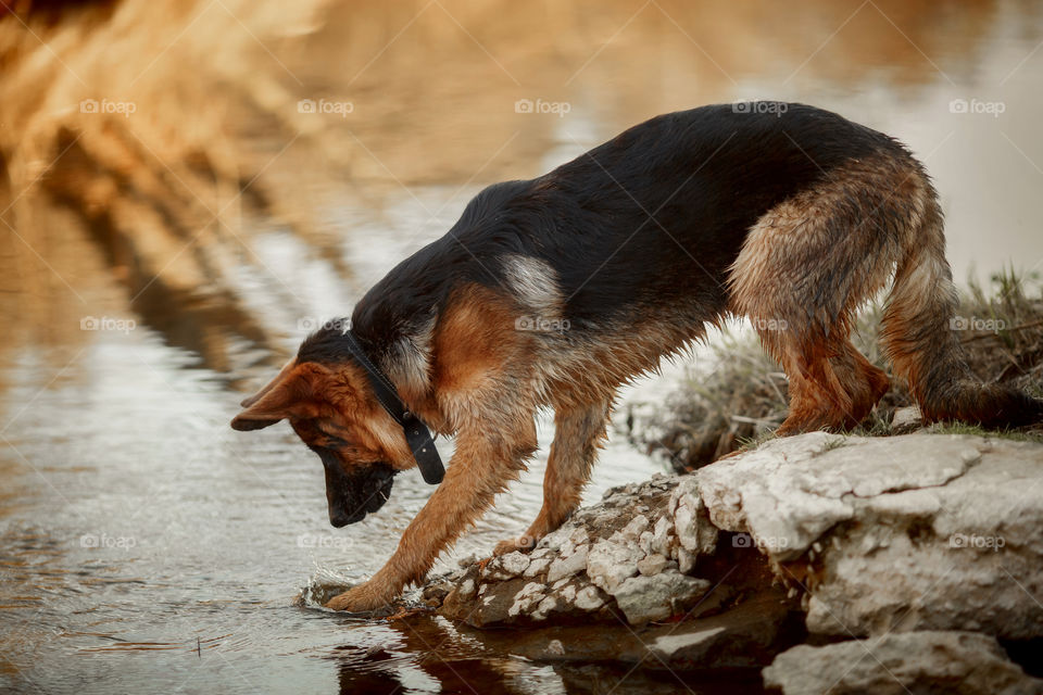 German shepherd dog playing in river 