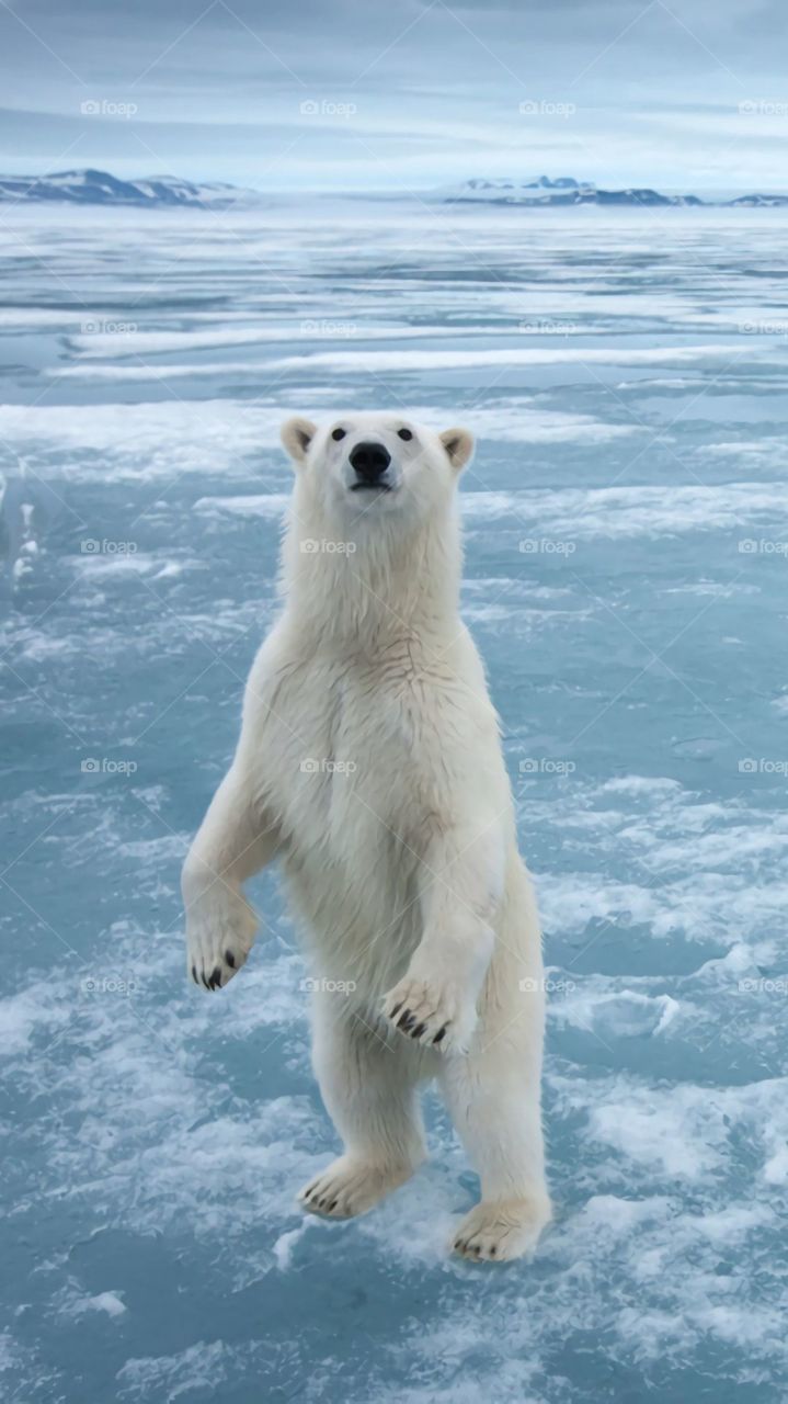 bear attentive to the circumstances ... posing for the photo, snow / water, maravilloso escenario!!!