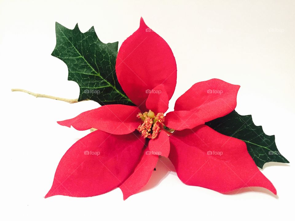 Christmas artificial red flower on white background