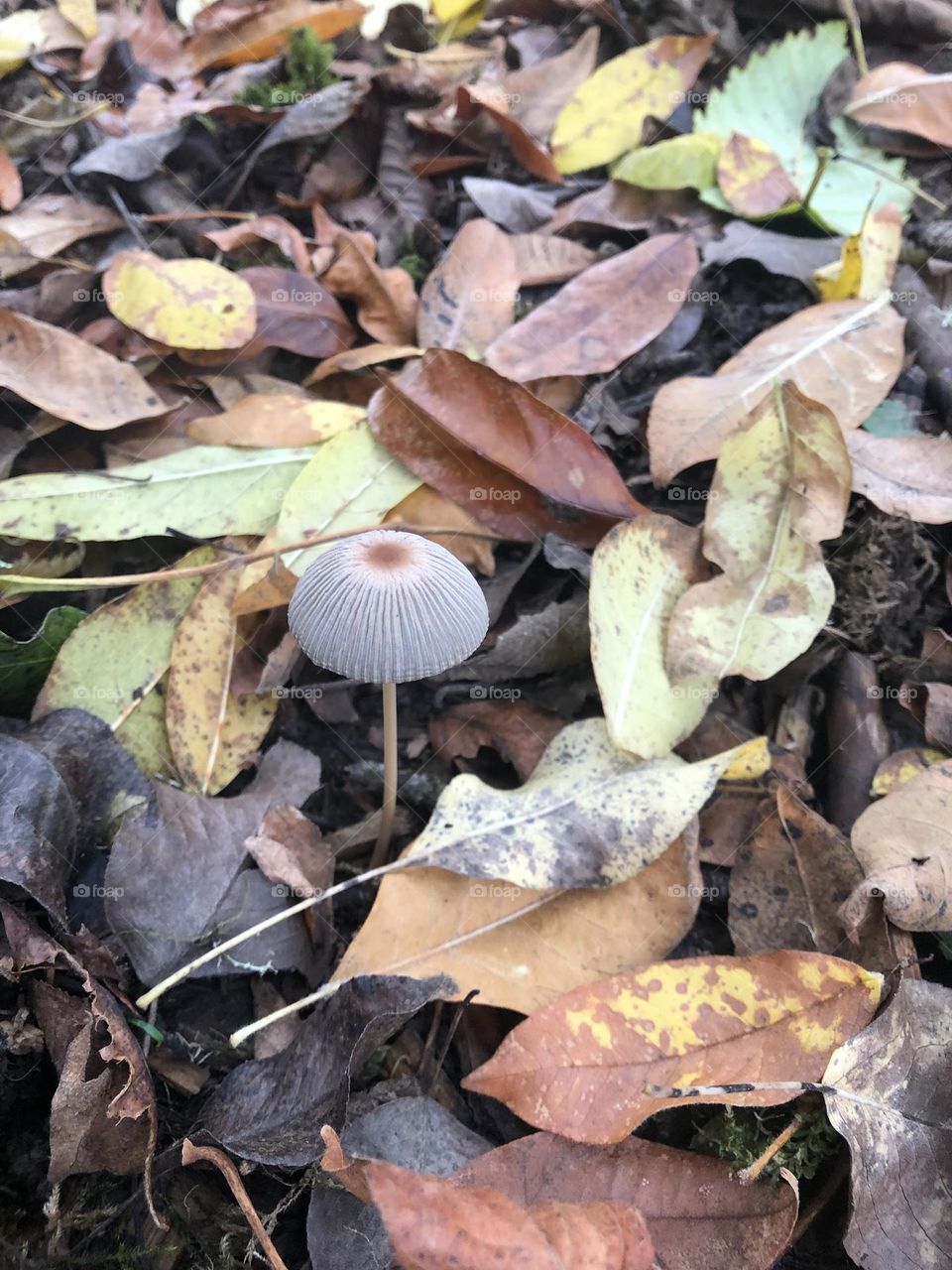 Mushroom cap in leaves