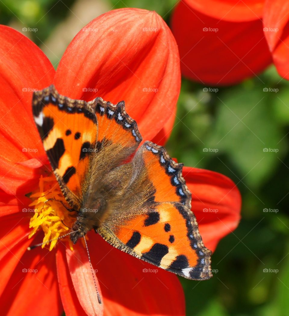 Macro butterfly 