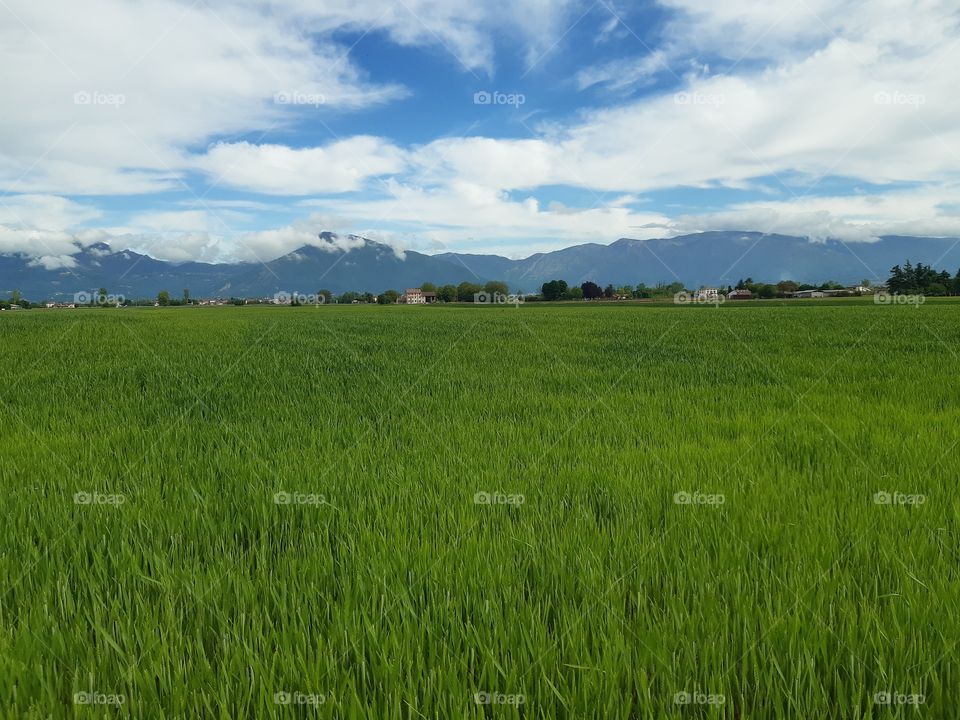 green field and white clouds in a blue sky