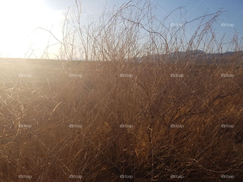 dry grass in sunrise tunisia