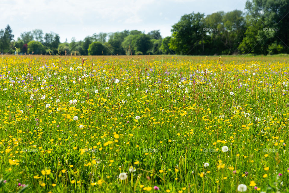flower meadow in spring