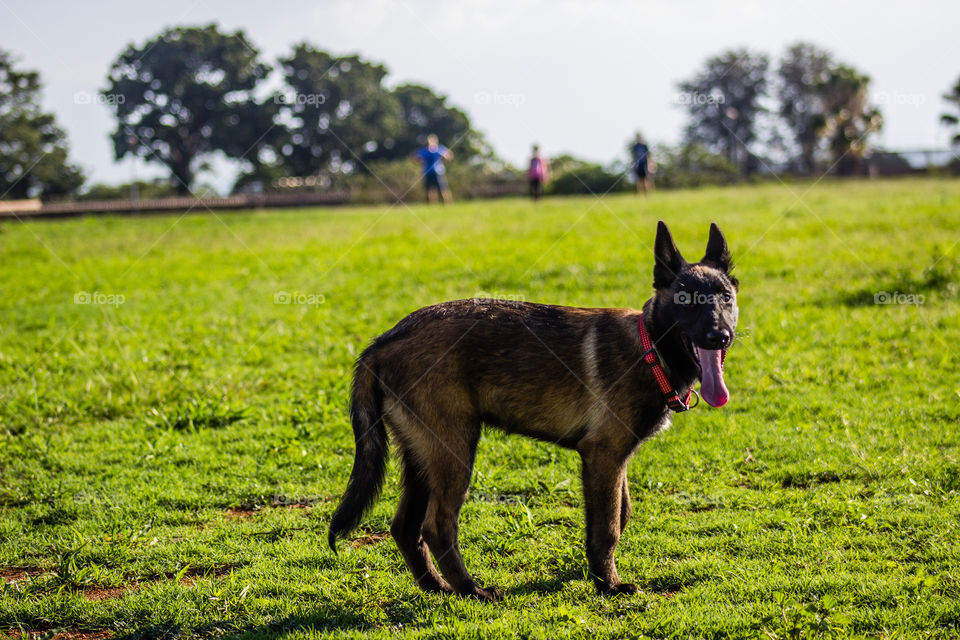 Malinois puppy taken to run