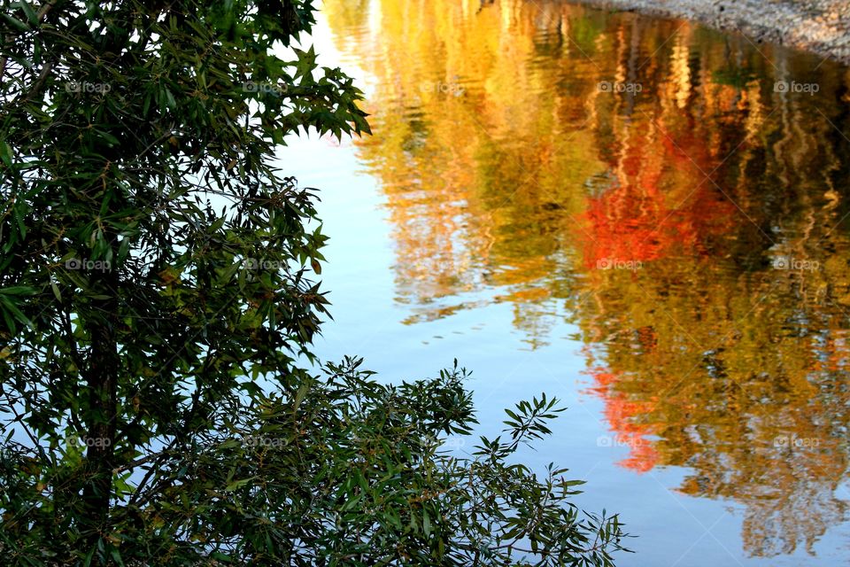 autumn reflections.