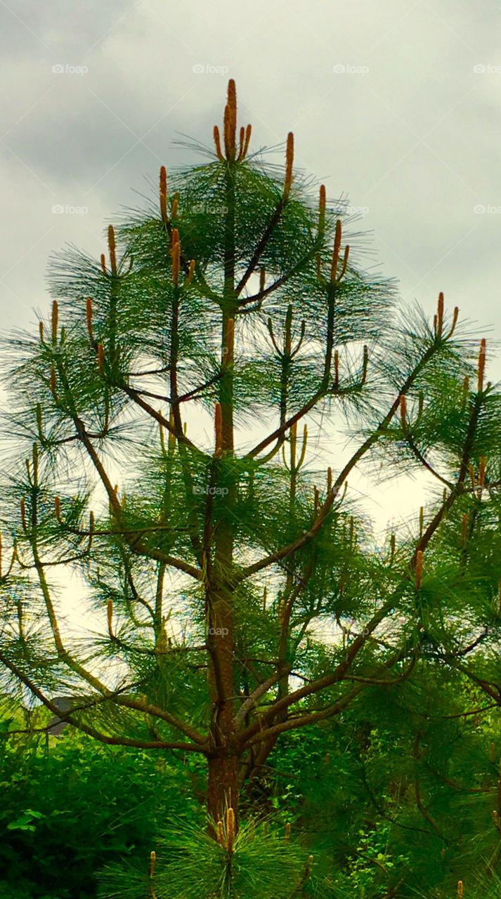 Austrian pine tree silhouette sky
