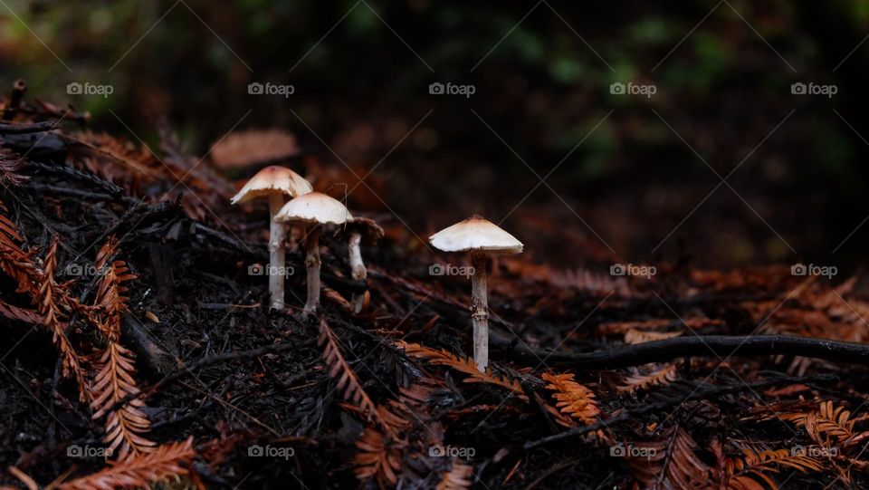 Mushrooms on forest floor covered with fallen leaves.