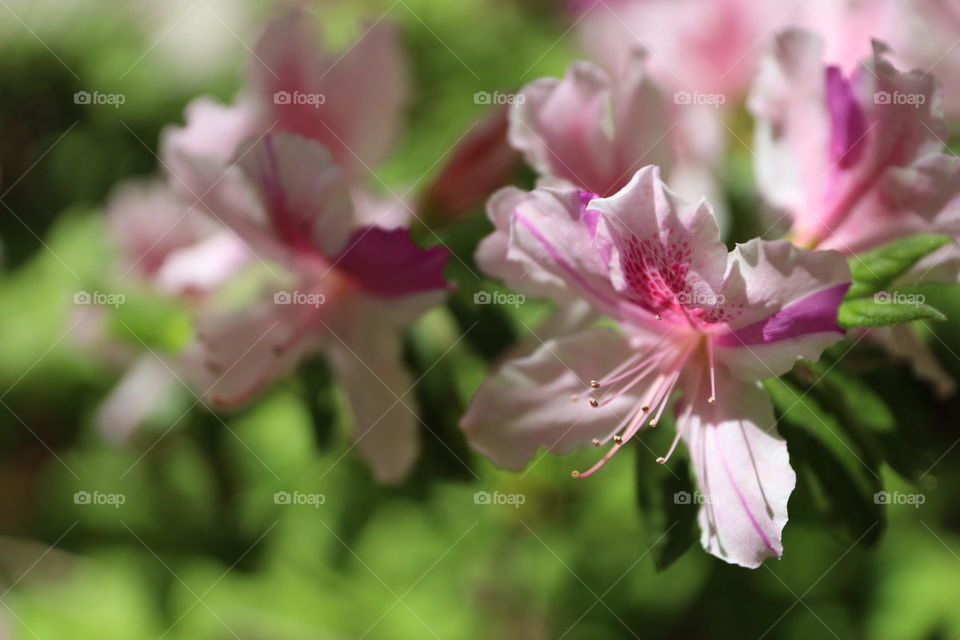 Close up of pink flowers. 