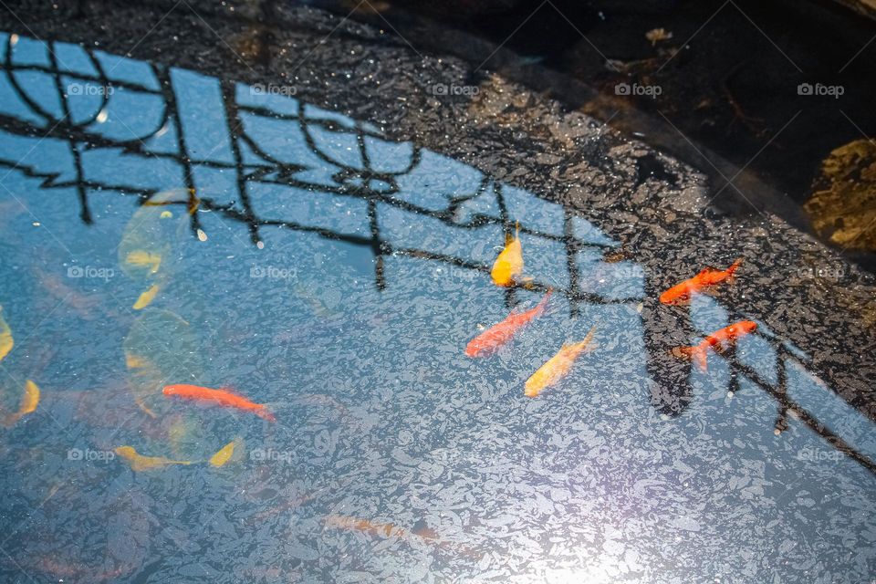 Wish pond - Gold fish and small water lillies