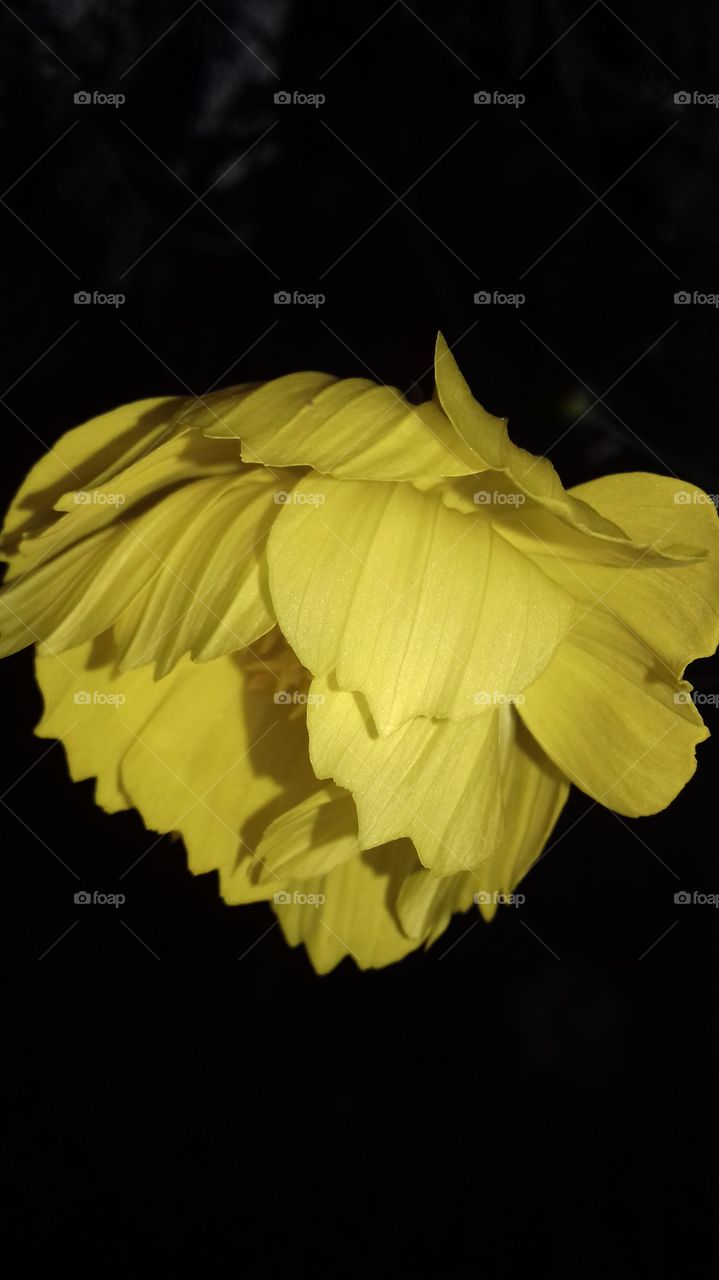 sweet golden flower