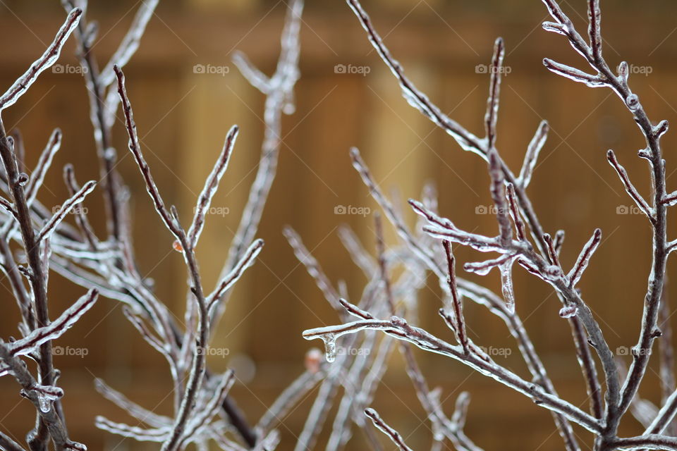 ice storm tree branches 2