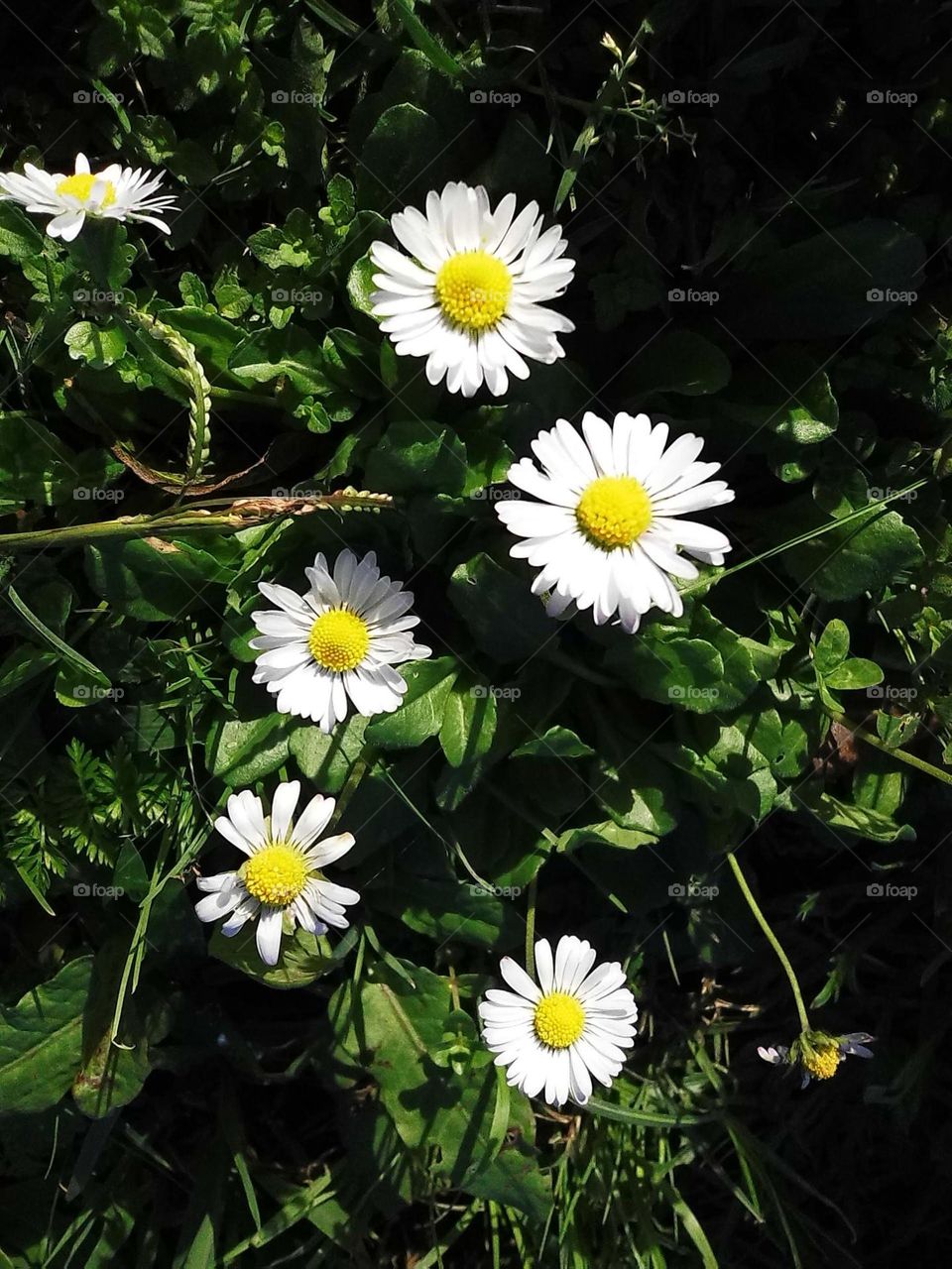 White bellis 