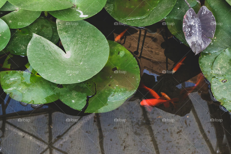 Red fish in a lake with water lilies