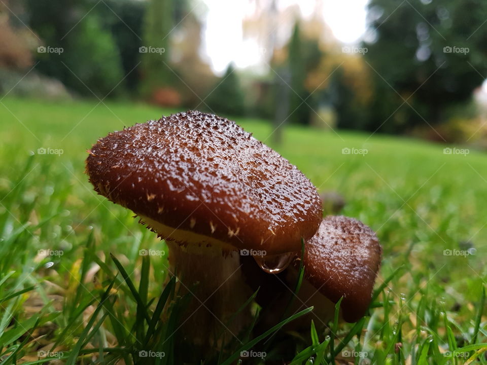 mushroom close up