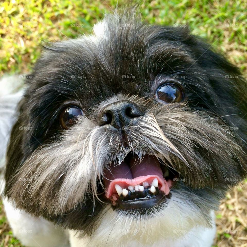 Happy Shih Tzu