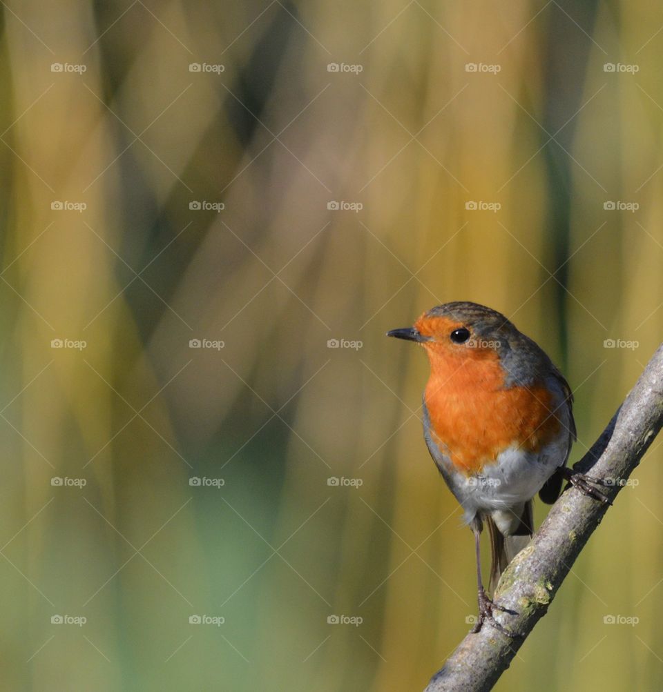 Bird. This little bird was singing merrily at a local wildlife sanctuary. 