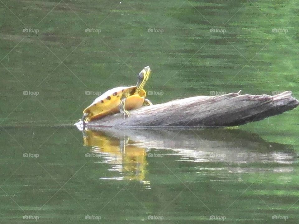 turtle bathing