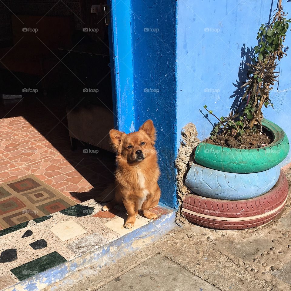 Woof woof in Chefchaouen cute little doggy