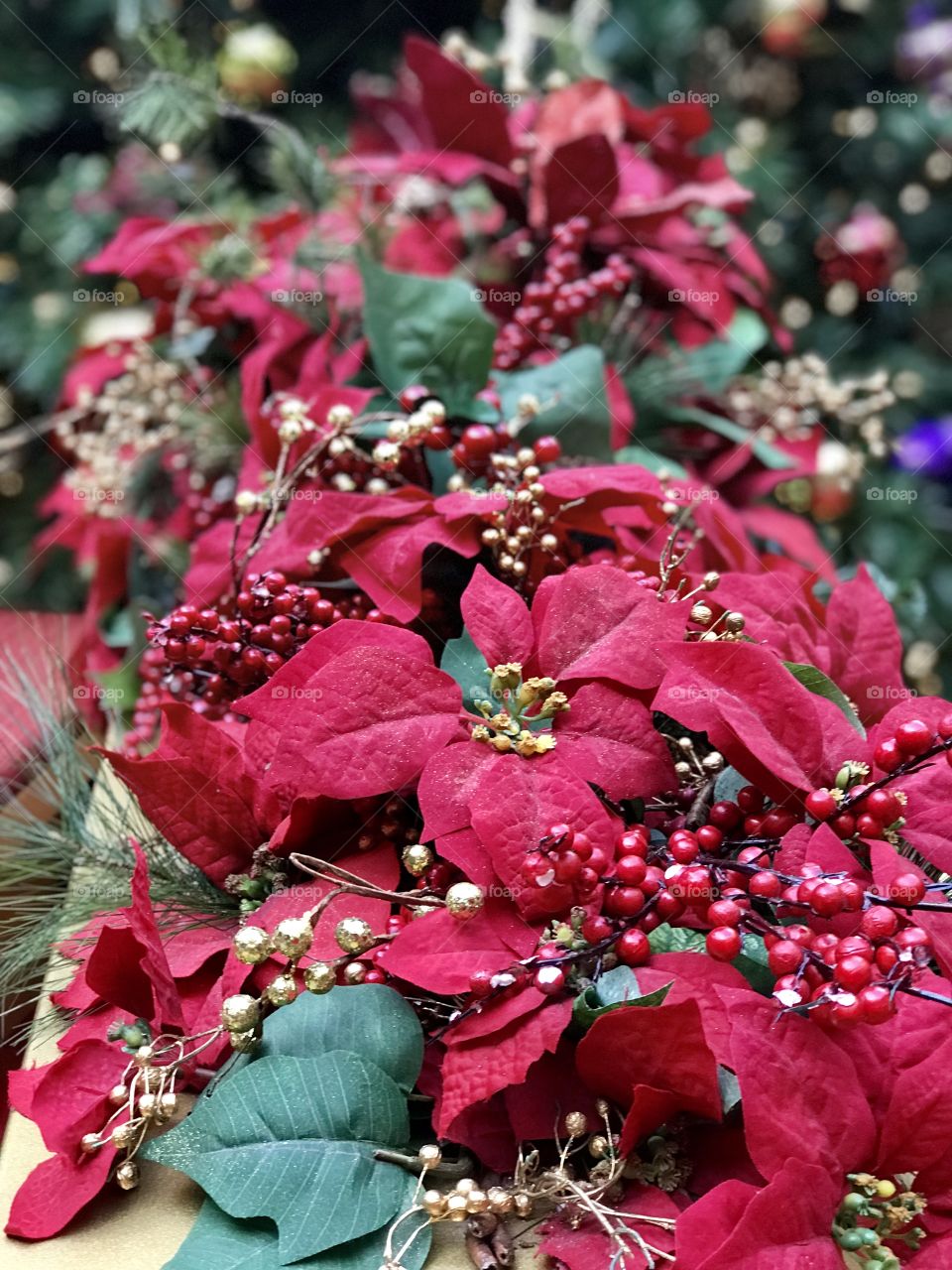 Christmas poinsettia displays 