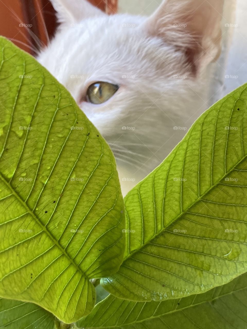 A cat between plant leaves