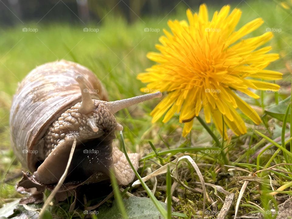 Snail and dandelion