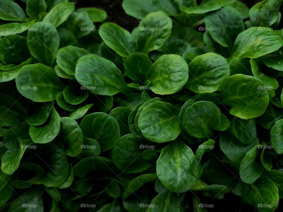 Lamb's lettuce 
background 
green
kitchen 
salad