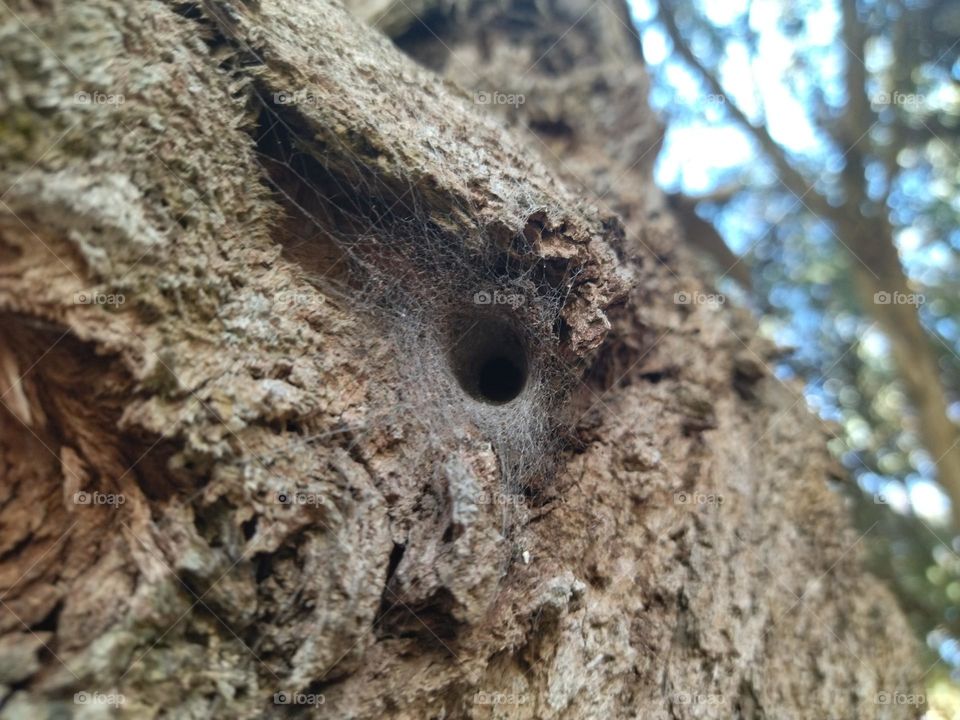 Spider web on tree