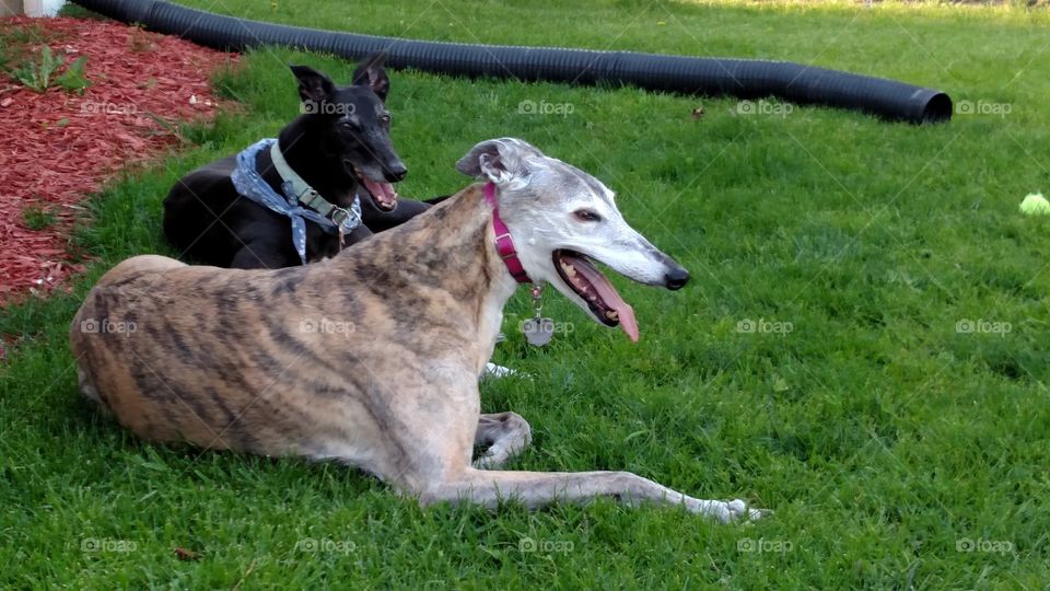 retired greyhounds at rest after hard play
