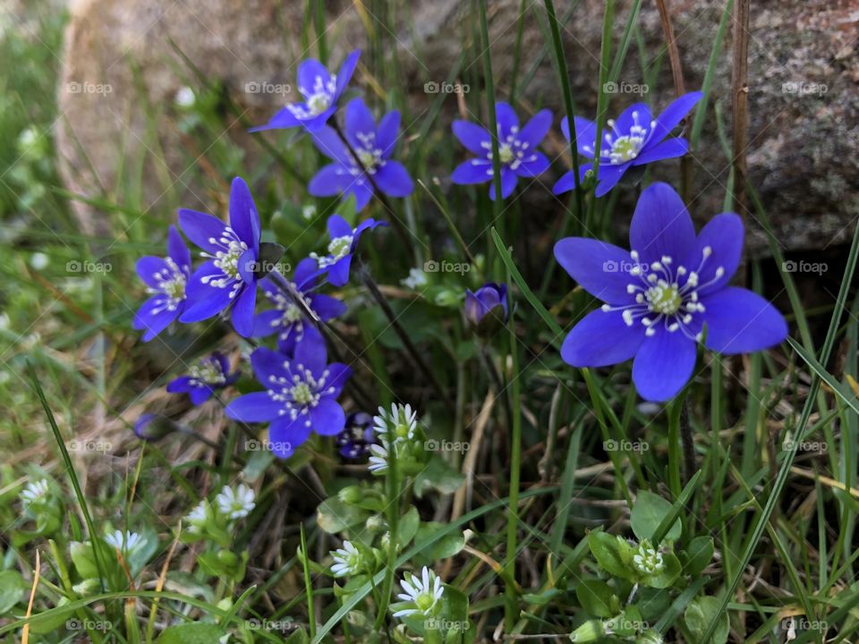 Hepatica