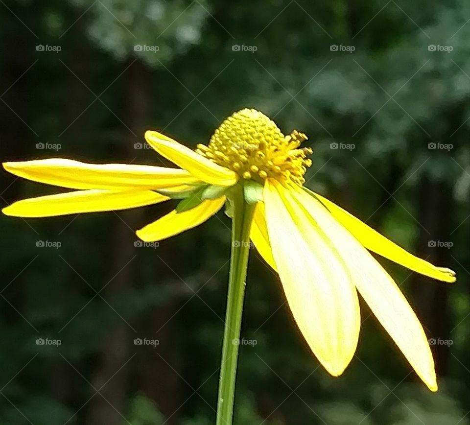 pretty flowers