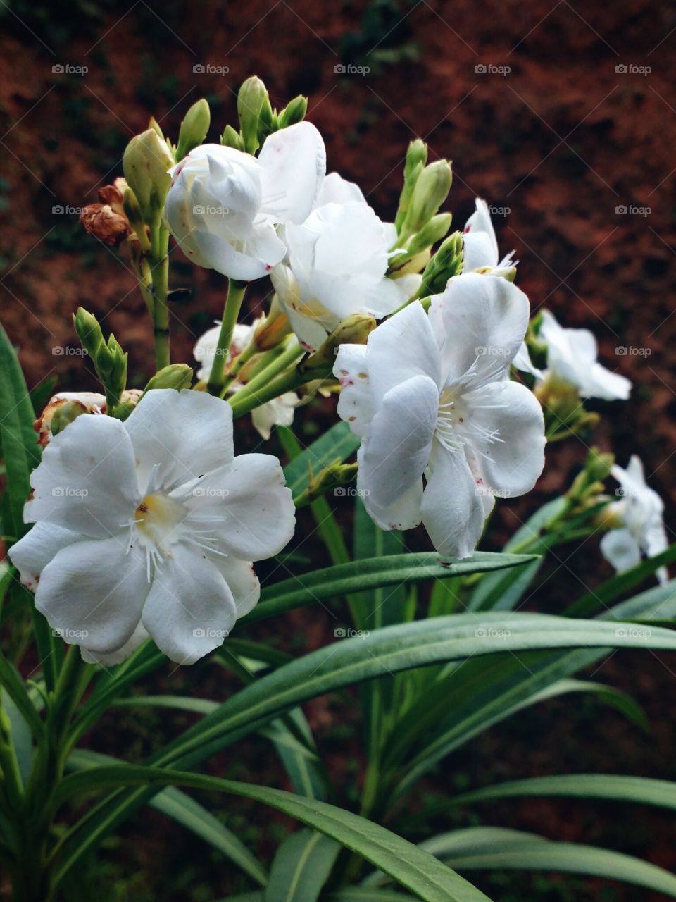 white flowers