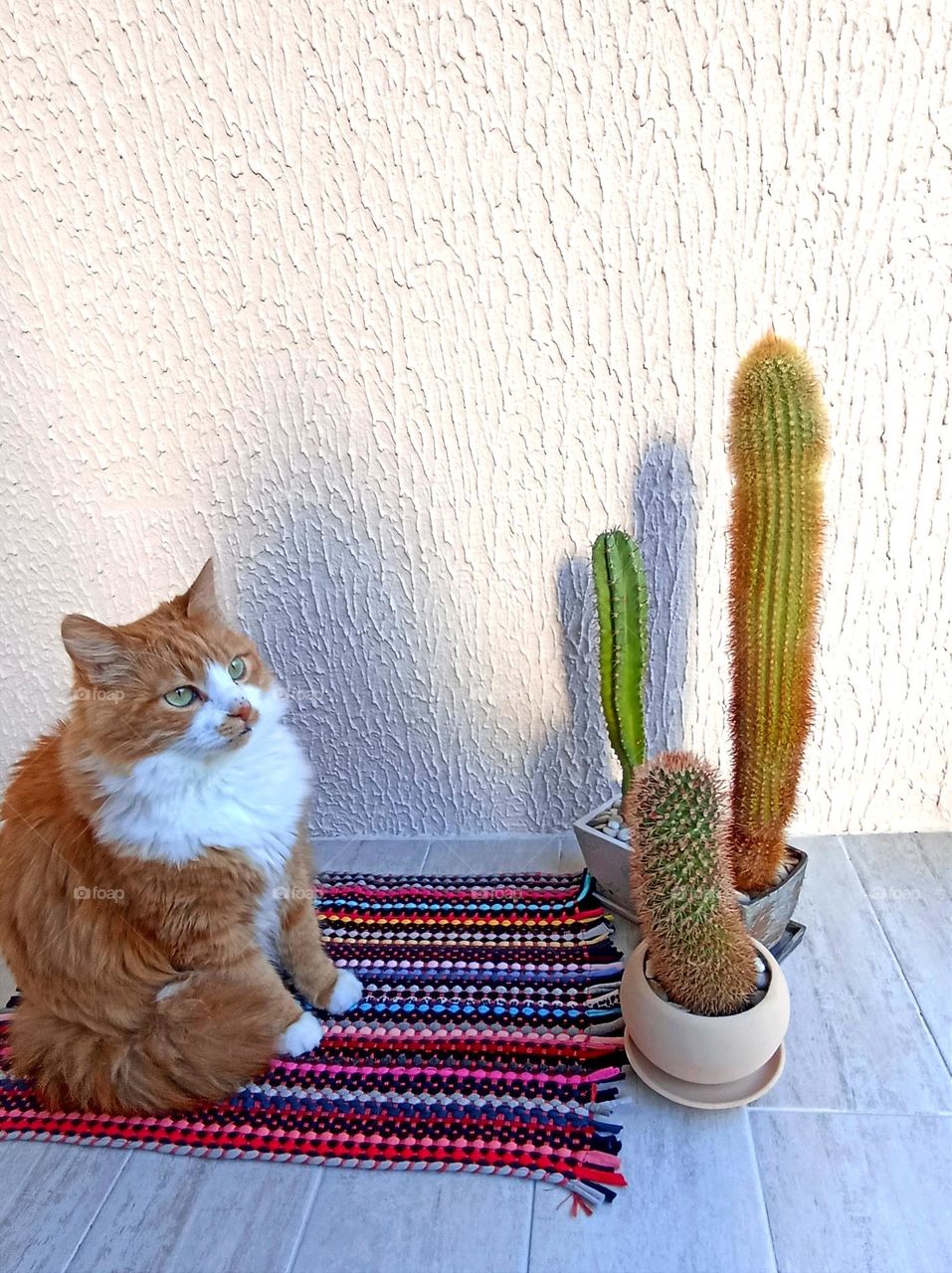 cat beautiful portrait and cactus house plants in pots