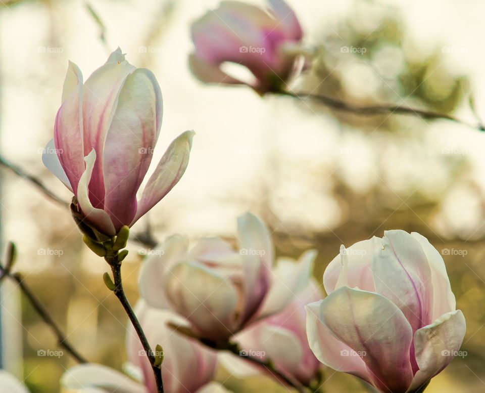 Early spring blossoming