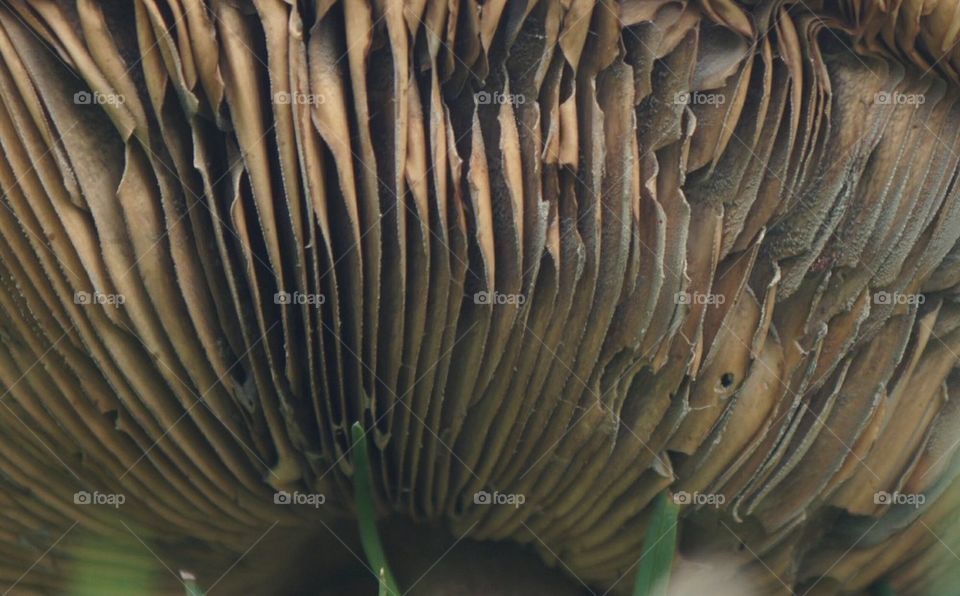 Detail picture of a mushroom