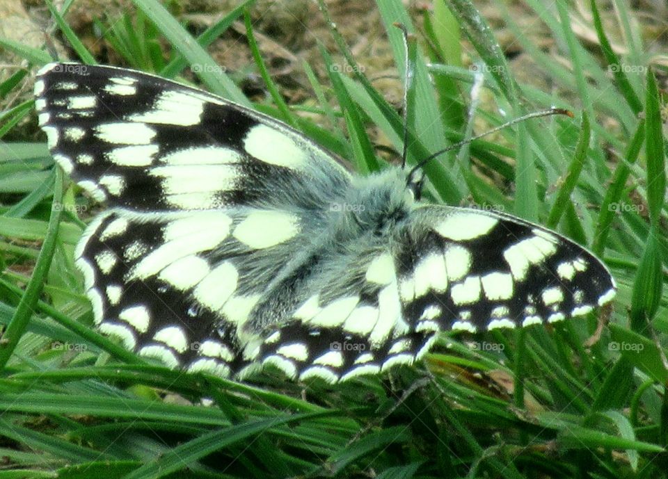 Marbled white butterfly