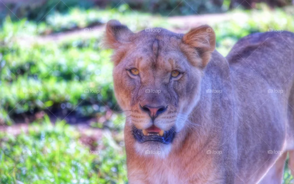 Lioness